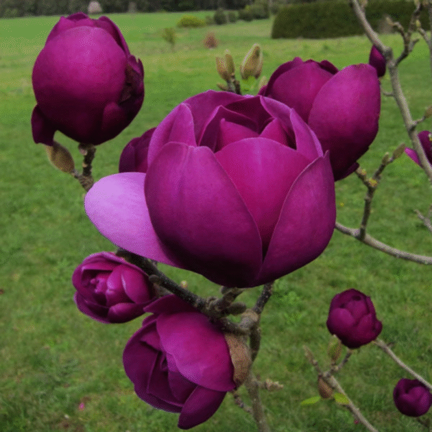  MAGNOLIA "BLACK-TULIP"