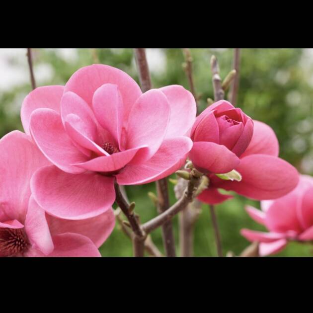 MAGNOLIA "WATERMELON"