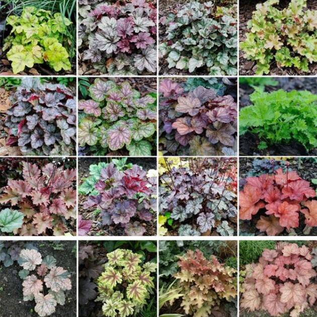 Набір Гейхер 5 різних сортів