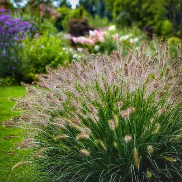 Пеніссетум