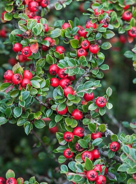 Кизильник Даммера