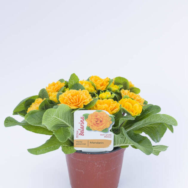 Примула Балерина 1. Mandarin горщик ф12