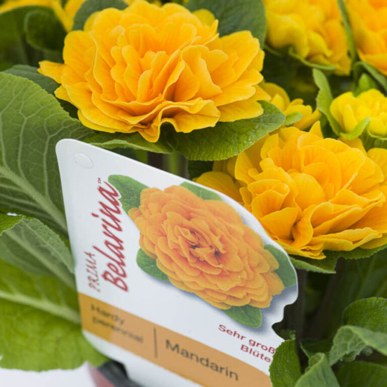 Примула Балерина та Поліантова Примула