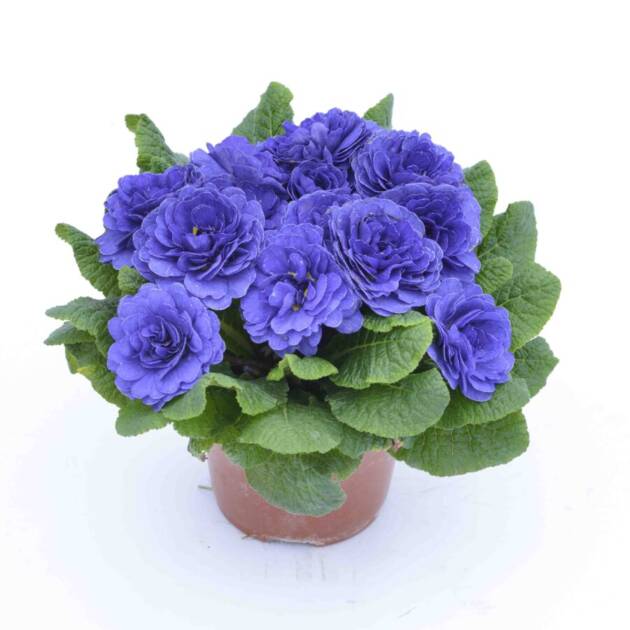 Примула Балерина 10. Blue Champion горщик ф12