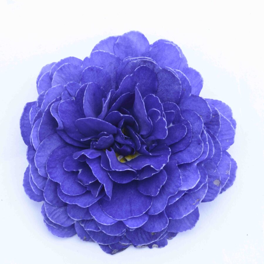 Примула Балерина 10. Blue Champion горщик ф12 - Зображення 4