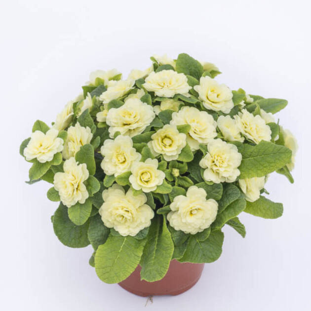 Примула Балерина 11. Lemon Chiffon горщик ф12