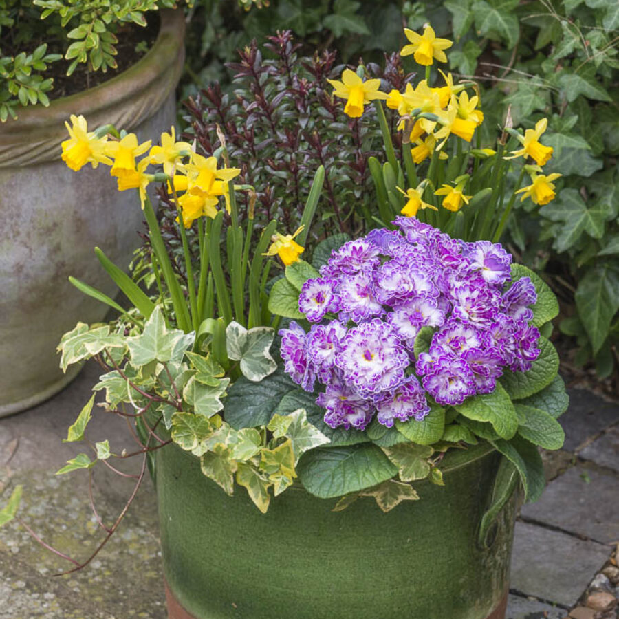 Примула Балерина 12. Lively Lilac горщик ф12 - Зображення 3