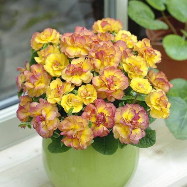 Примула Балерина 13. Nectarine горщик ф12