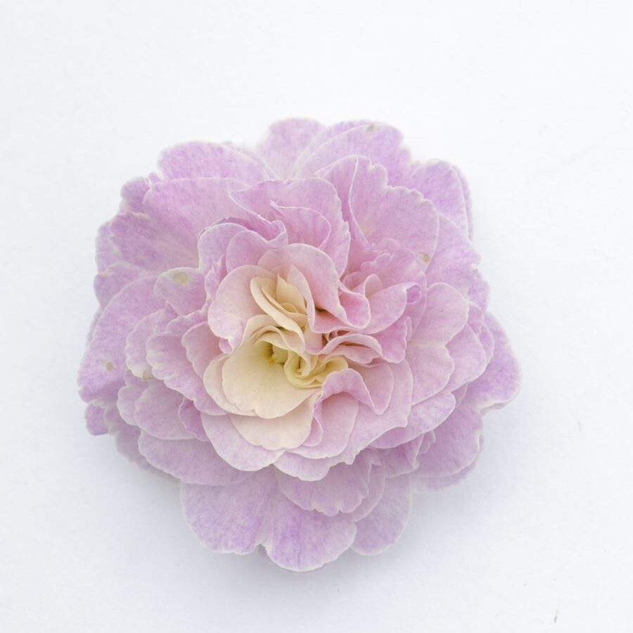 Примула Балерина 14. Pink Champagne горщик ф12 - Зображення 3