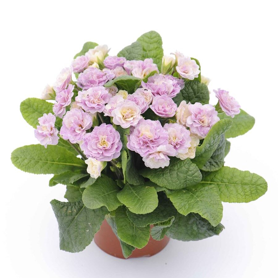 Примула Балерина 14. Pink Champagne горщик ф12