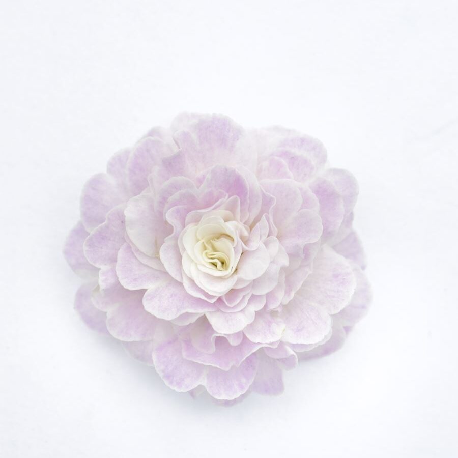 Примула Балерина 16. Pink Ice горщик ф12 - Зображення 3