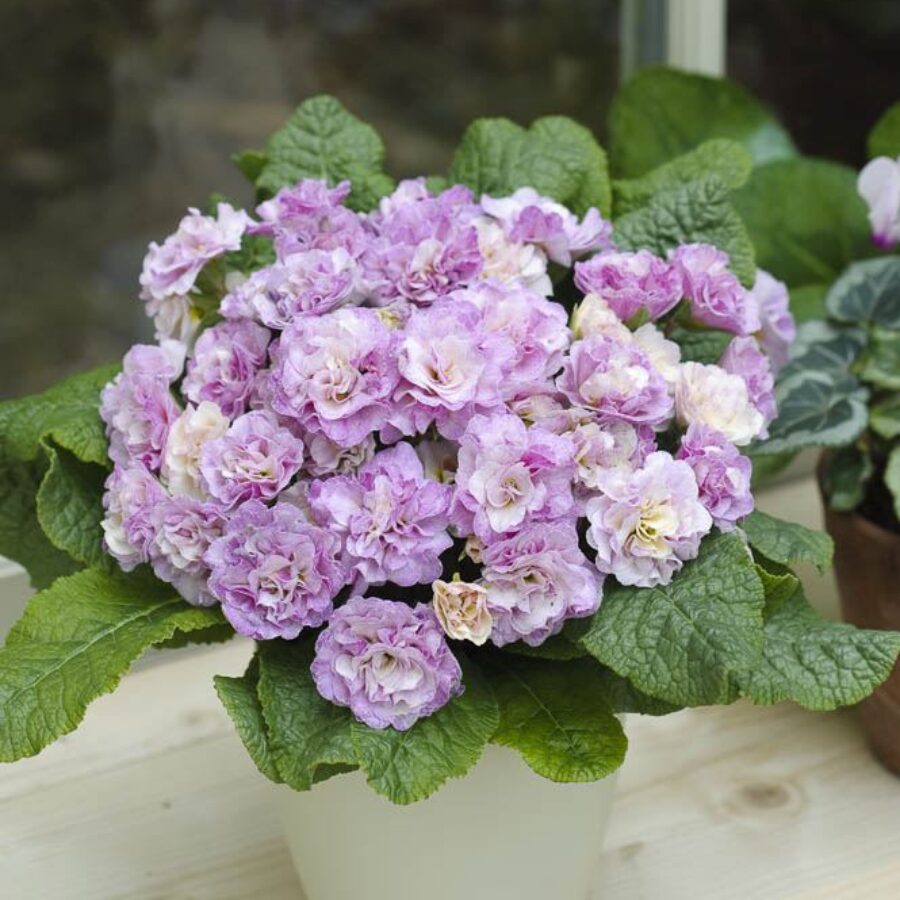 Примула Балерина 16. Pink Ice горщик ф12