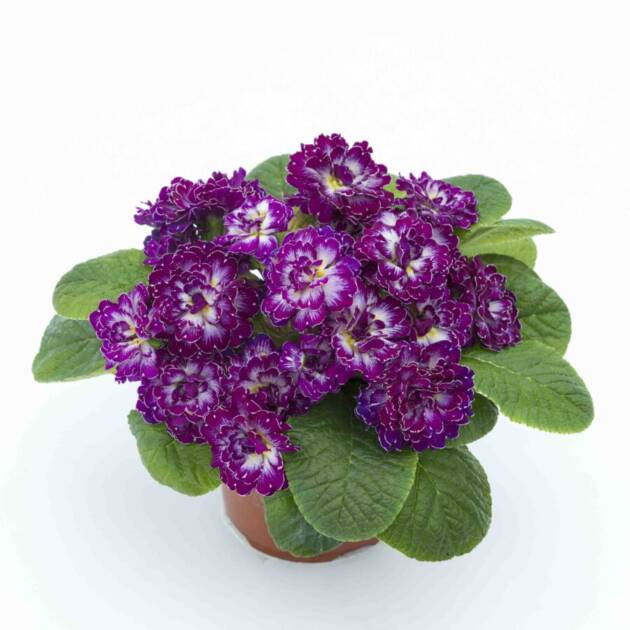 Примула Балерина 2. Purple Dawn горщик ф12