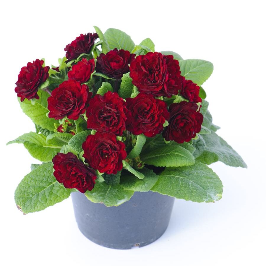 Примула Балерина 20. Valentine горщик ф12