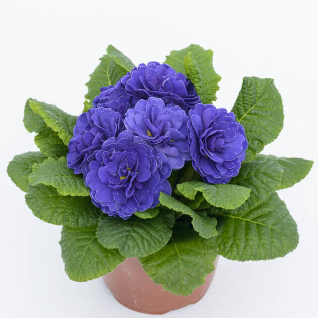 Примула Балерина 21. Ocean Blue горщик ф12