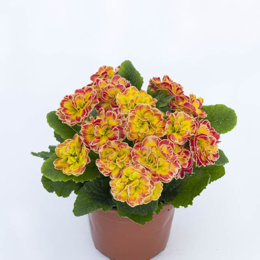 Примула Балерина 23. Carnival горщик ф12