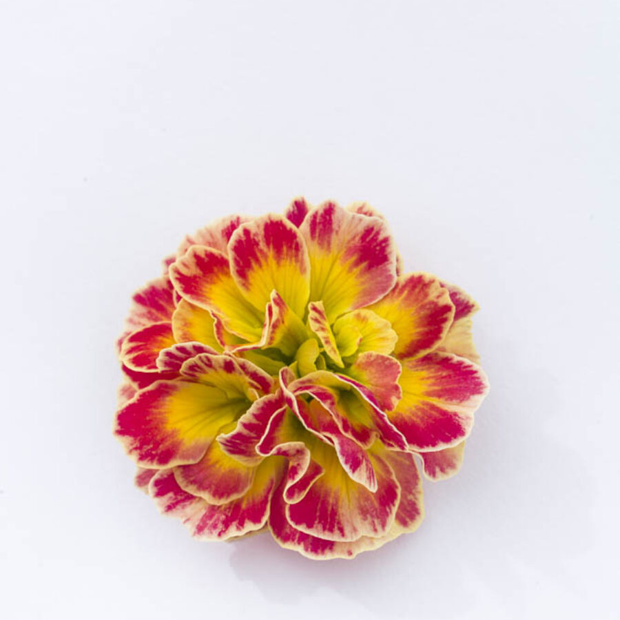 Примула Балерина 23. Carnival горщик ф12 - Зображення 2