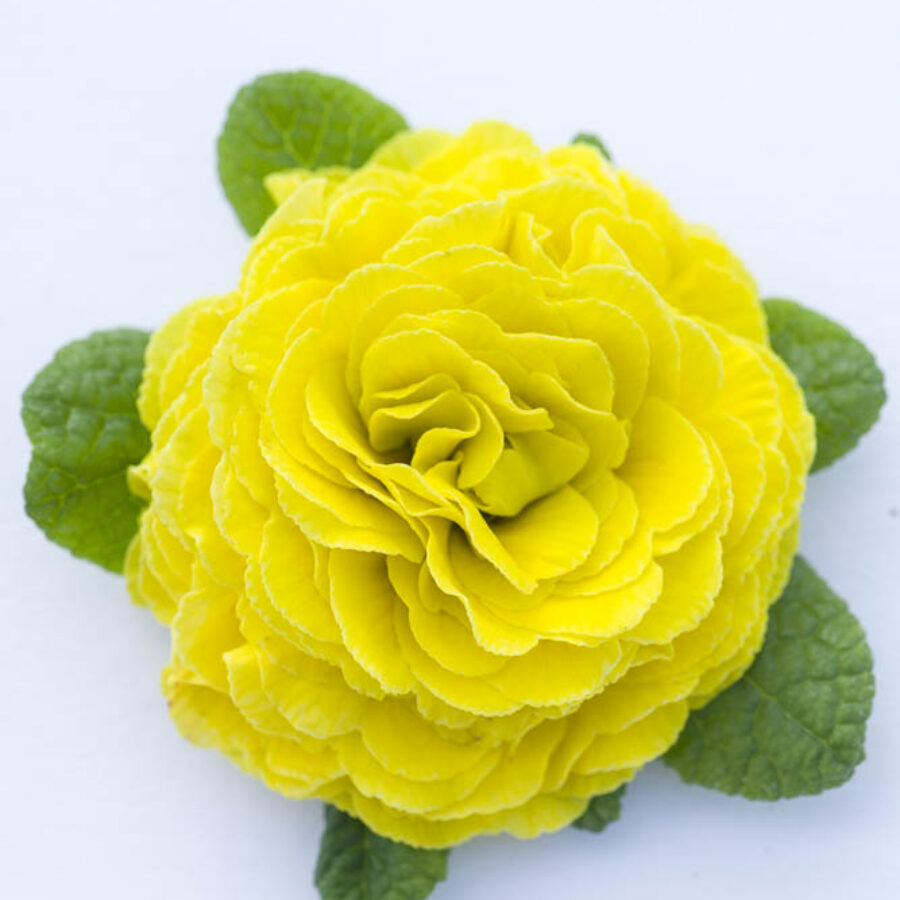 Примула Балерина 24. Day-Glo Yellow горщик ф12 - Зображення 2