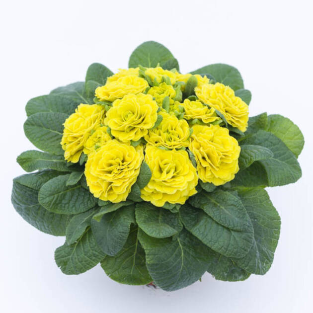 Примула Балерина 24. Day-Glo Yellow горщик ф12