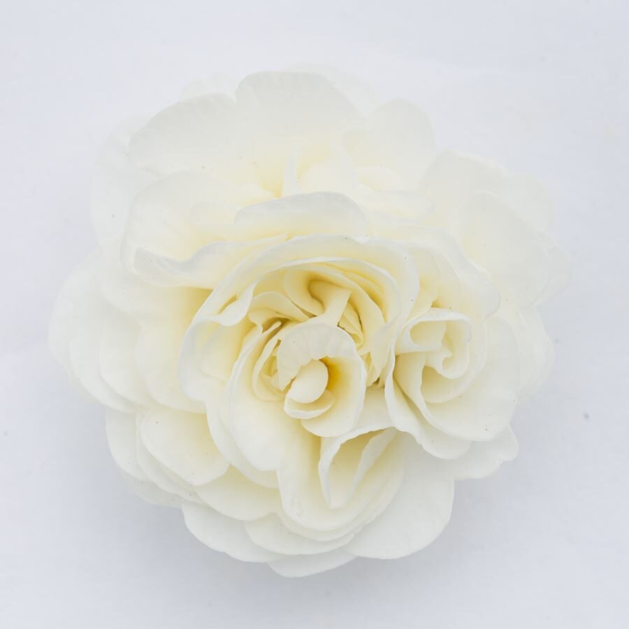 Примула Балерина 25. Vanilla горщик ф12 - Зображення 2