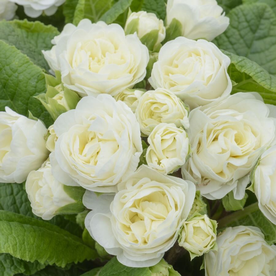 Примула Балерина 25. Vanilla горщик ф12 - Зображення 3