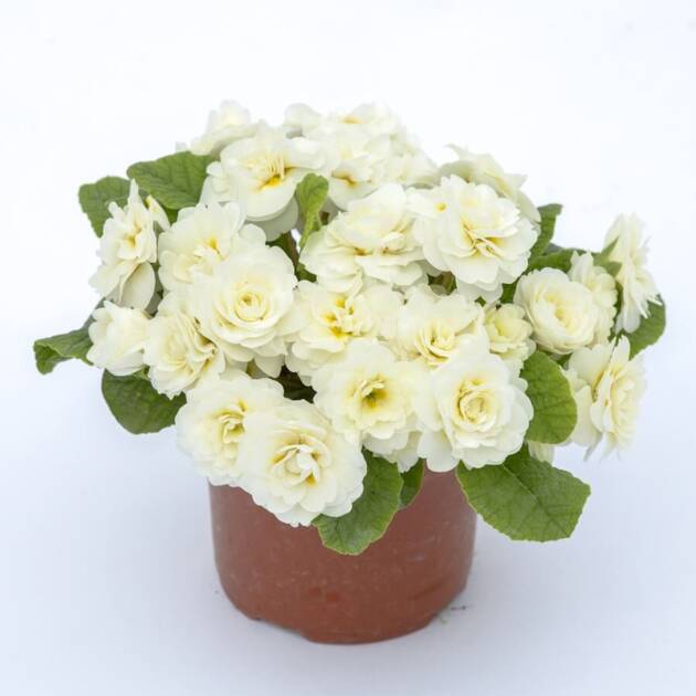 Примула Балерина 25. Vanilla горщик ф12