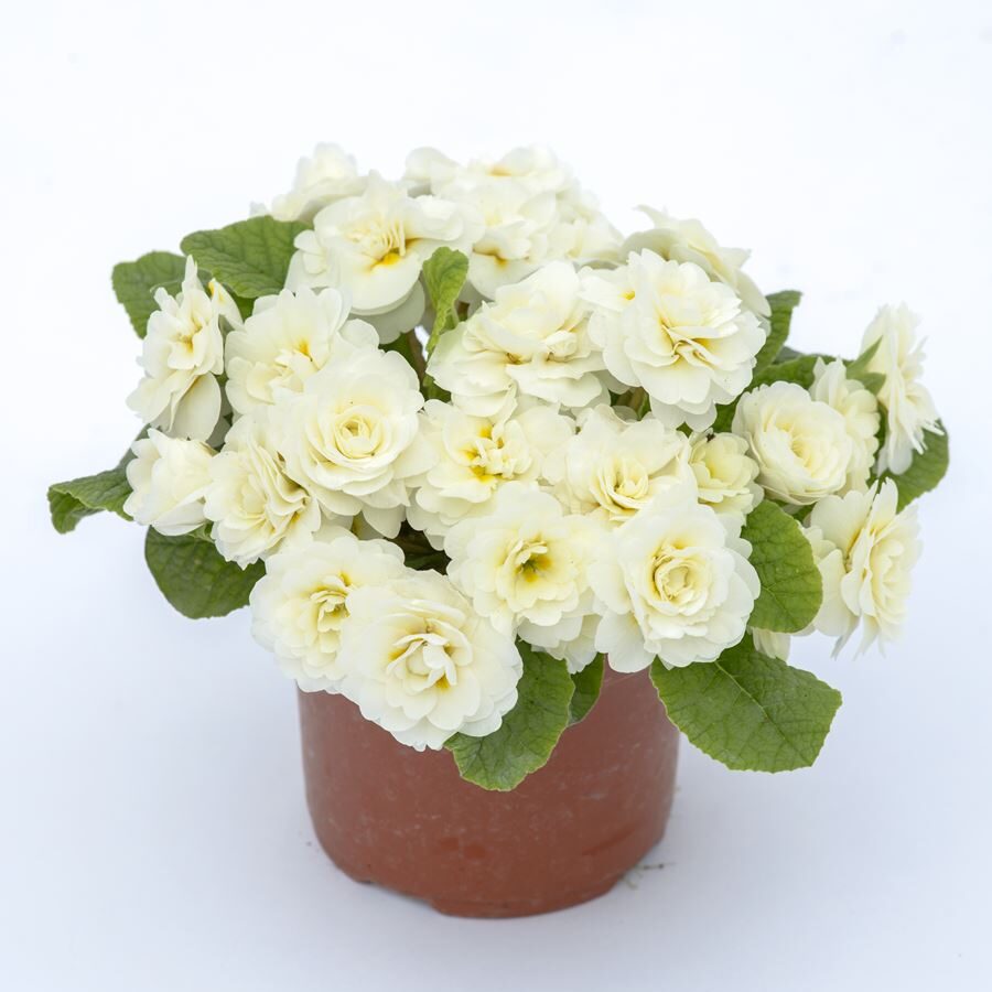 Примула Балерина 25. Vanilla горщик ф12