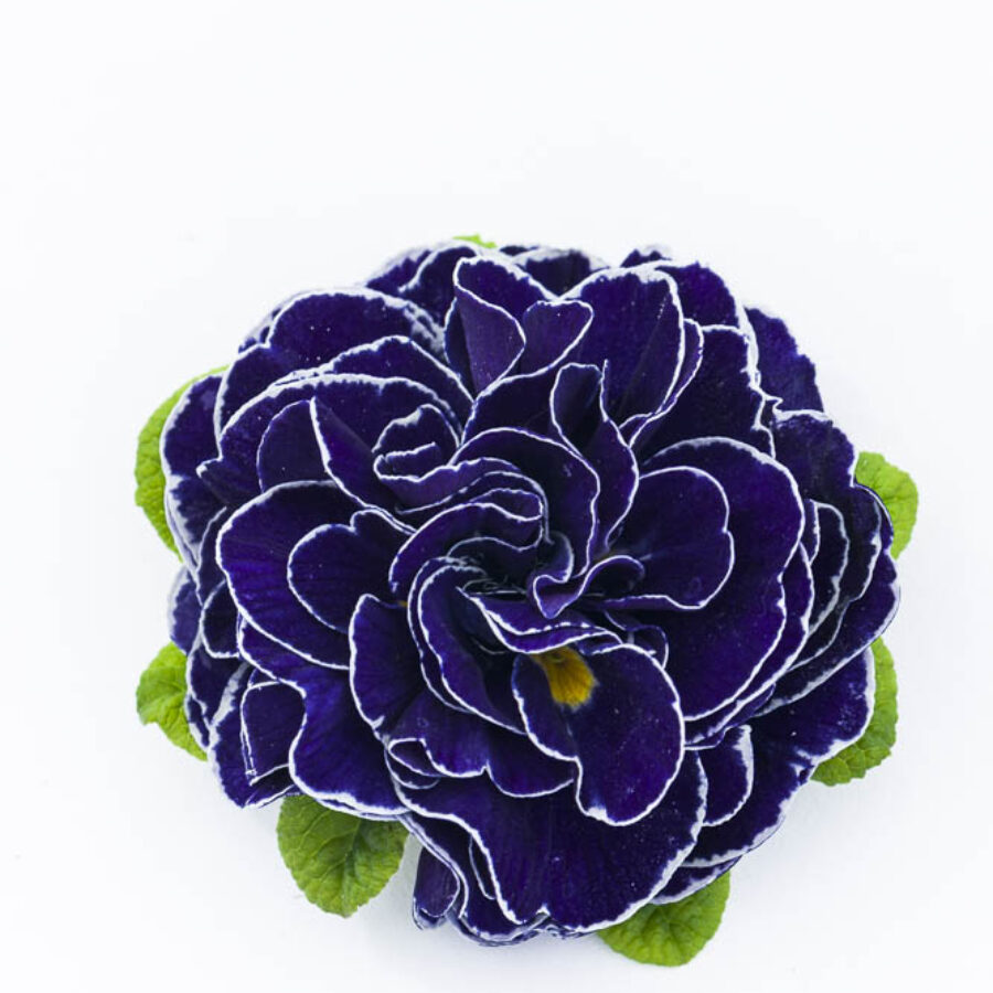 Примула Балерина 26. Galaxy горщик ф12 - Зображення 3