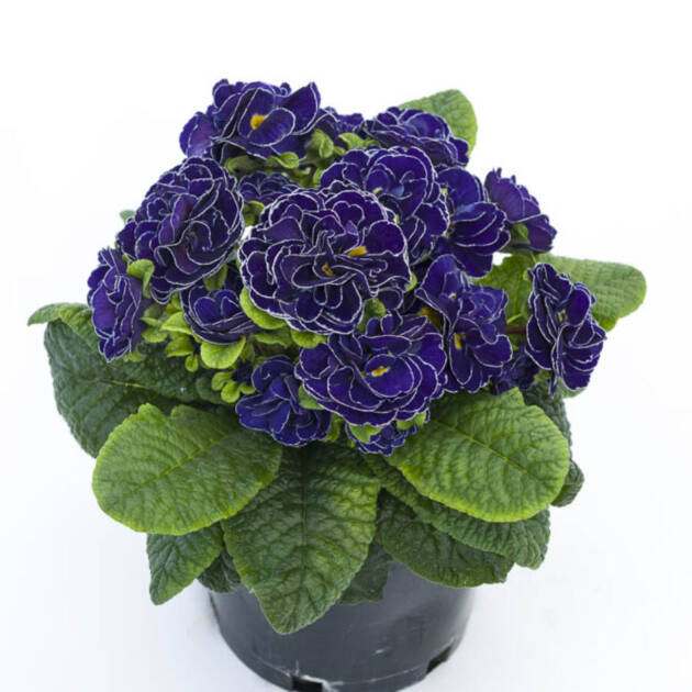 Примула Балерина 26. Galaxy горщик ф12