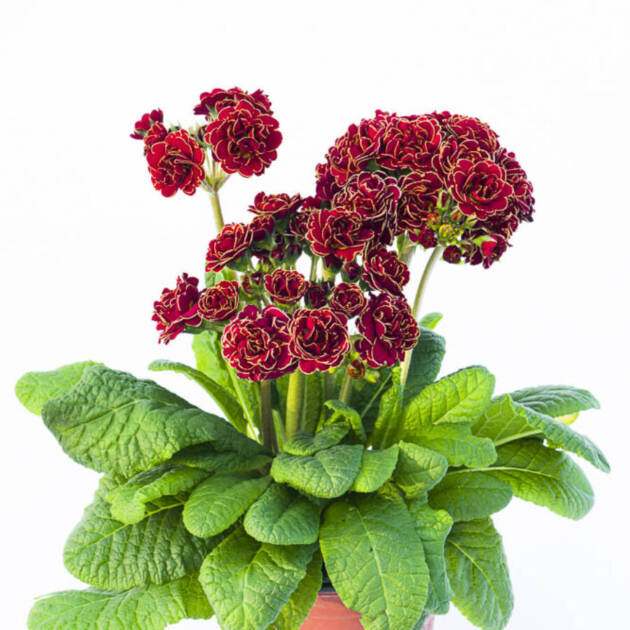 Поліантова Примула 27. Touch of Gold горщик ф12