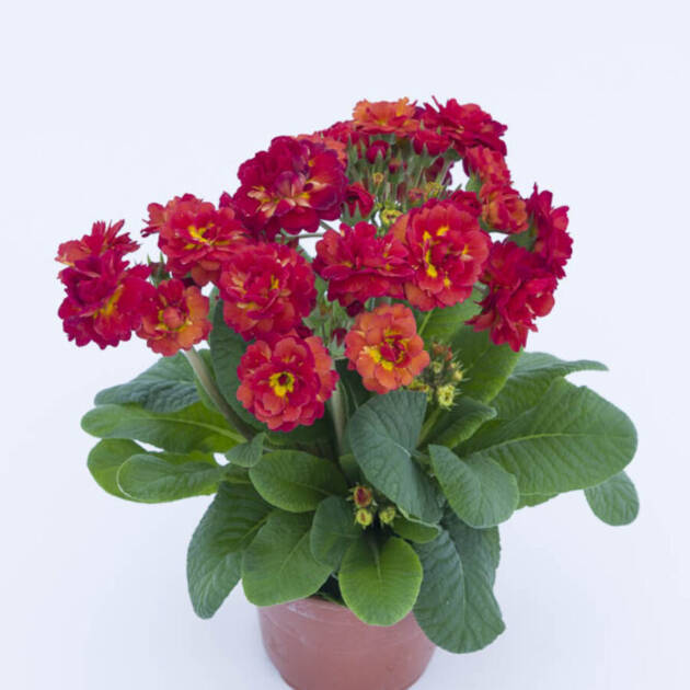 Поліантова Примула 28. Flame горщик ф12