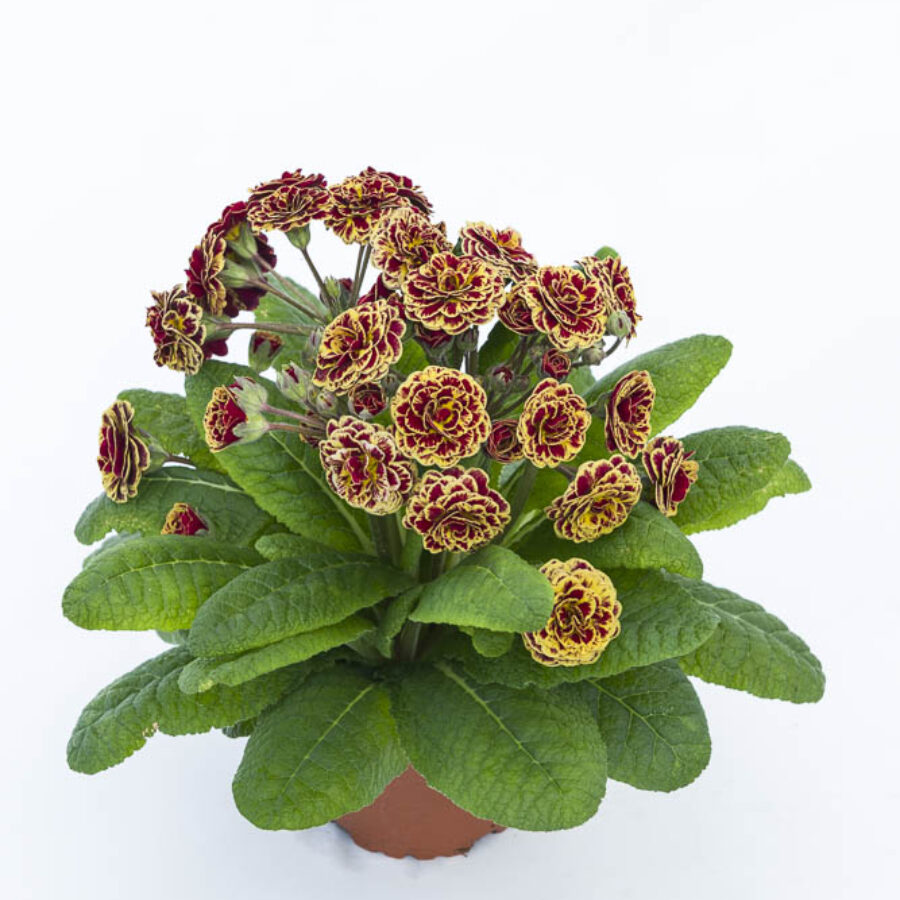 Поліантова Примула 29. Persian Weave горщик ф12