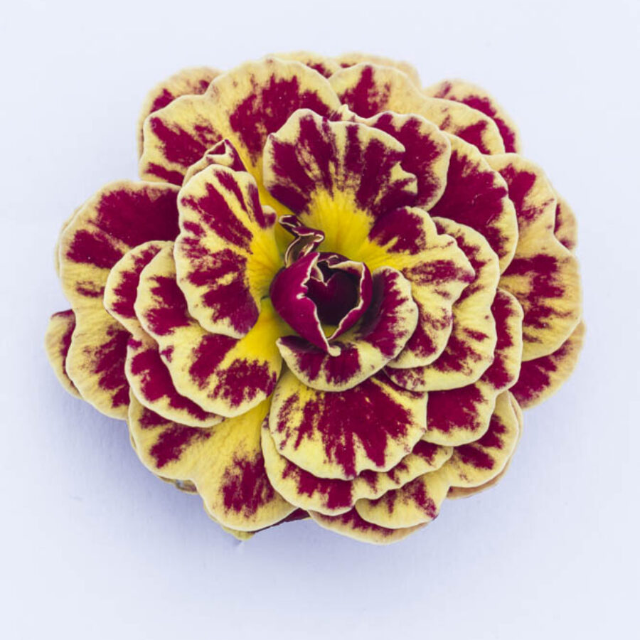 Поліантова Примула 29. Persian Weave горщик ф12 - Зображення 2