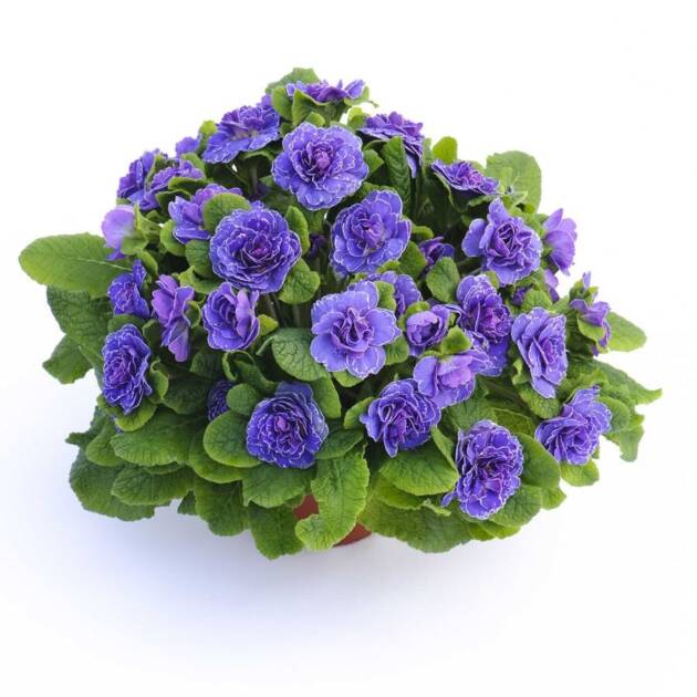 Примула Балерина 3. Amethyst Ice горщик ф12