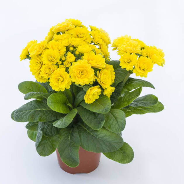 Поліантова Примула 30. Sunny Yellow горщик ф12