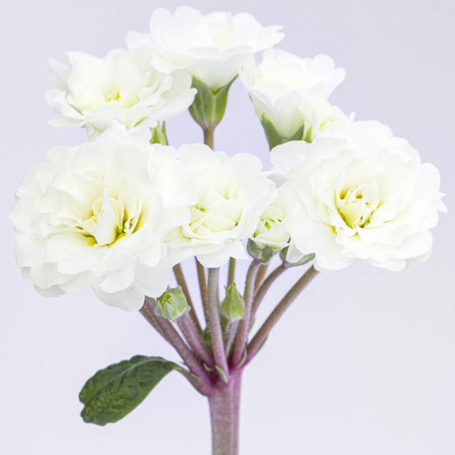 Поліантова Примула 31. Frosty White горщик ф12 - Зображення 3