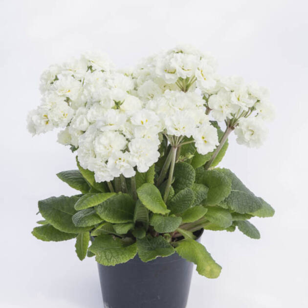 Поліантова Примула 31. Frosty White горщик ф12