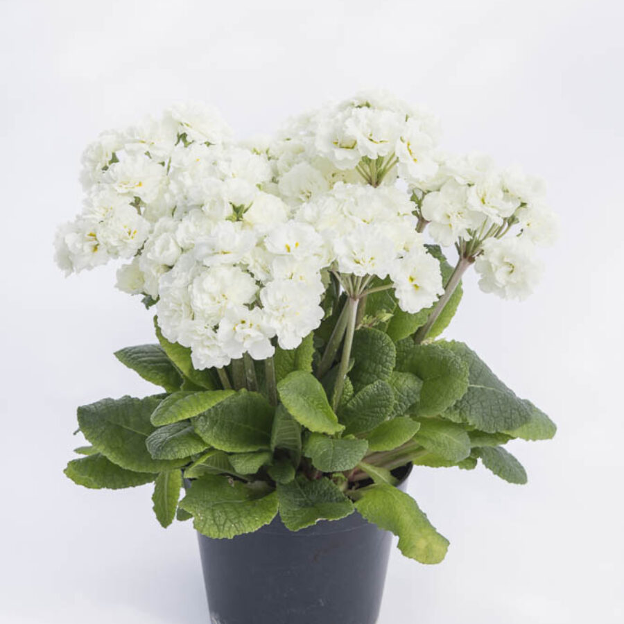 Поліантова Примула 31. Frosty White горщик ф12