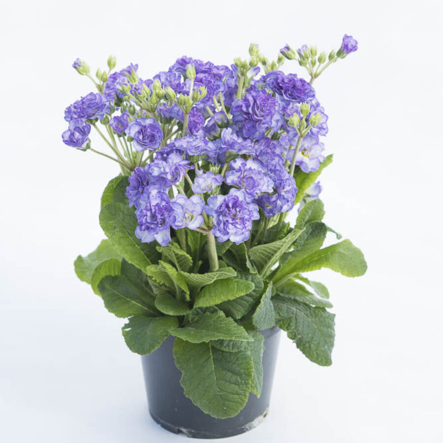 Поліантова Примула 32. Crystal Fountain горщик ф12