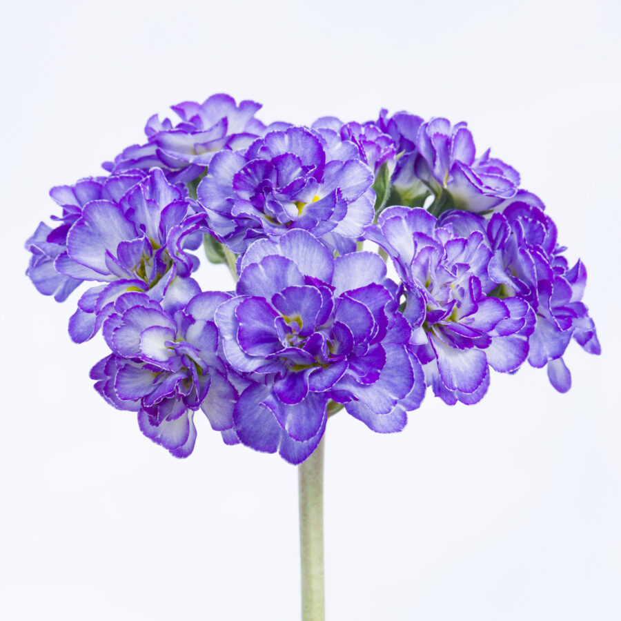 Поліантова Примула 32. Crystal Fountain горщик ф12 - Зображення 4