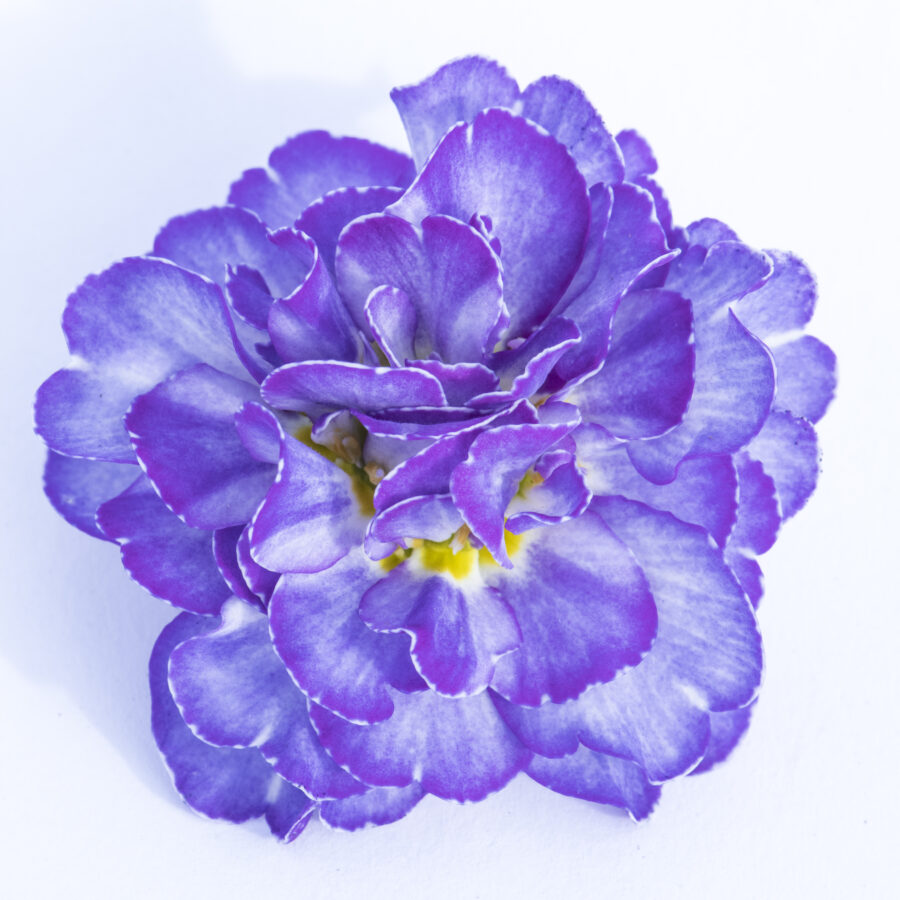 Поліантова Примула 32. Crystal Fountain горщик ф12 - Зображення 2