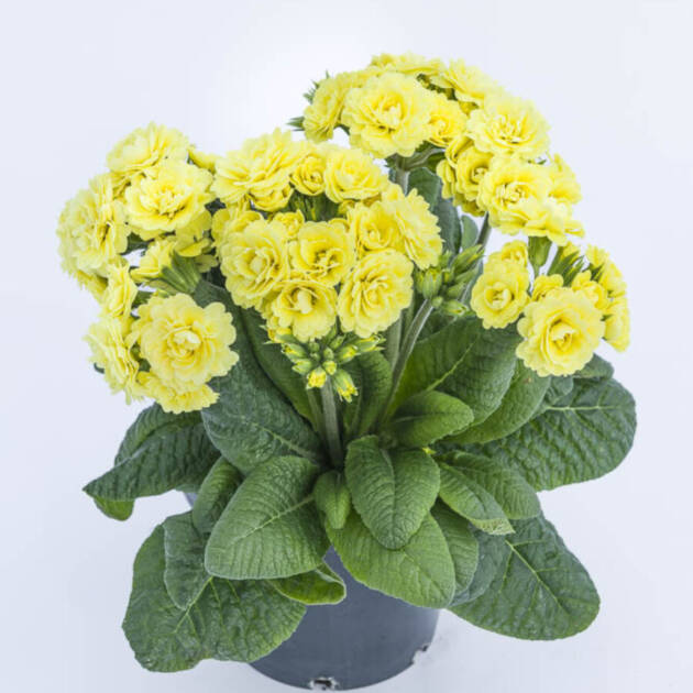 Поліантова Примула 33. Fresh Lemon горщик ф12