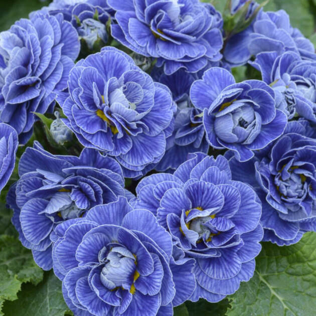 Примула Балерина 4. Baltic Blue горщик ф12