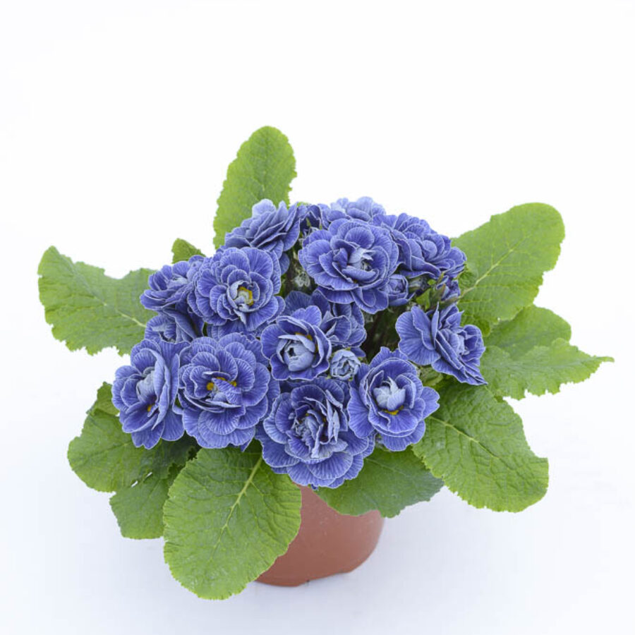 Примула Балерина 4. Baltic Blue горщик ф12 - Зображення 4