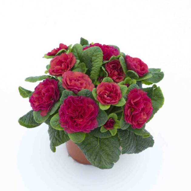 Примула Балерина 5. Carmen горщик ф12