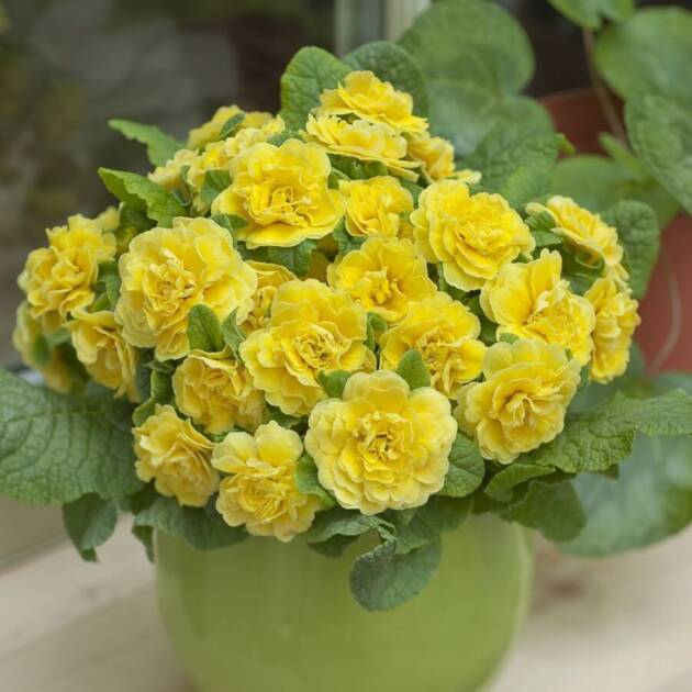 Примула Балерина 6. Buttercup горщик ф12