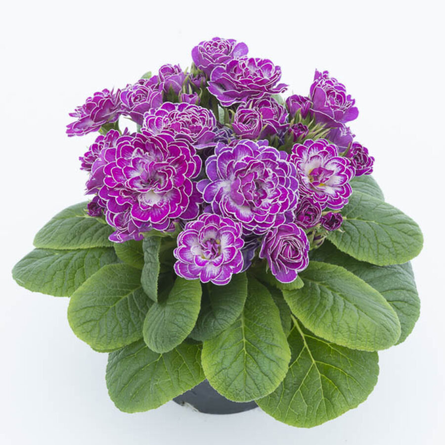 Примула Балерина 7. Candy Frost горщик ф12 - Зображення 3