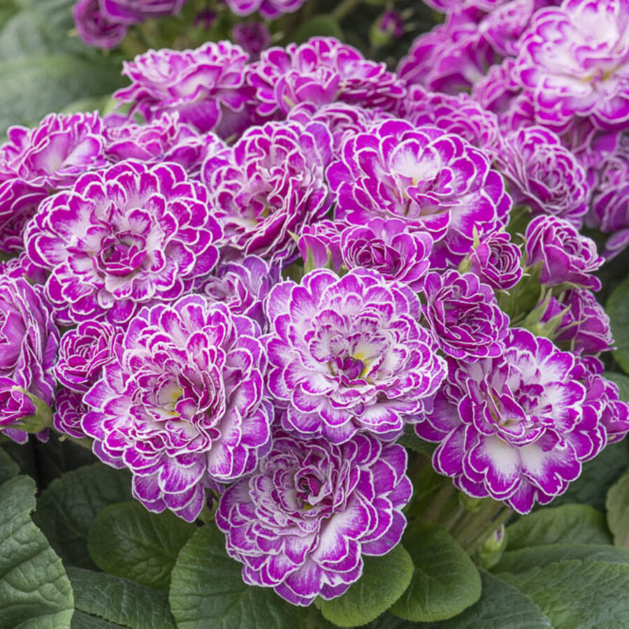 Примула Балерина 7. Candy Frost горщик ф12