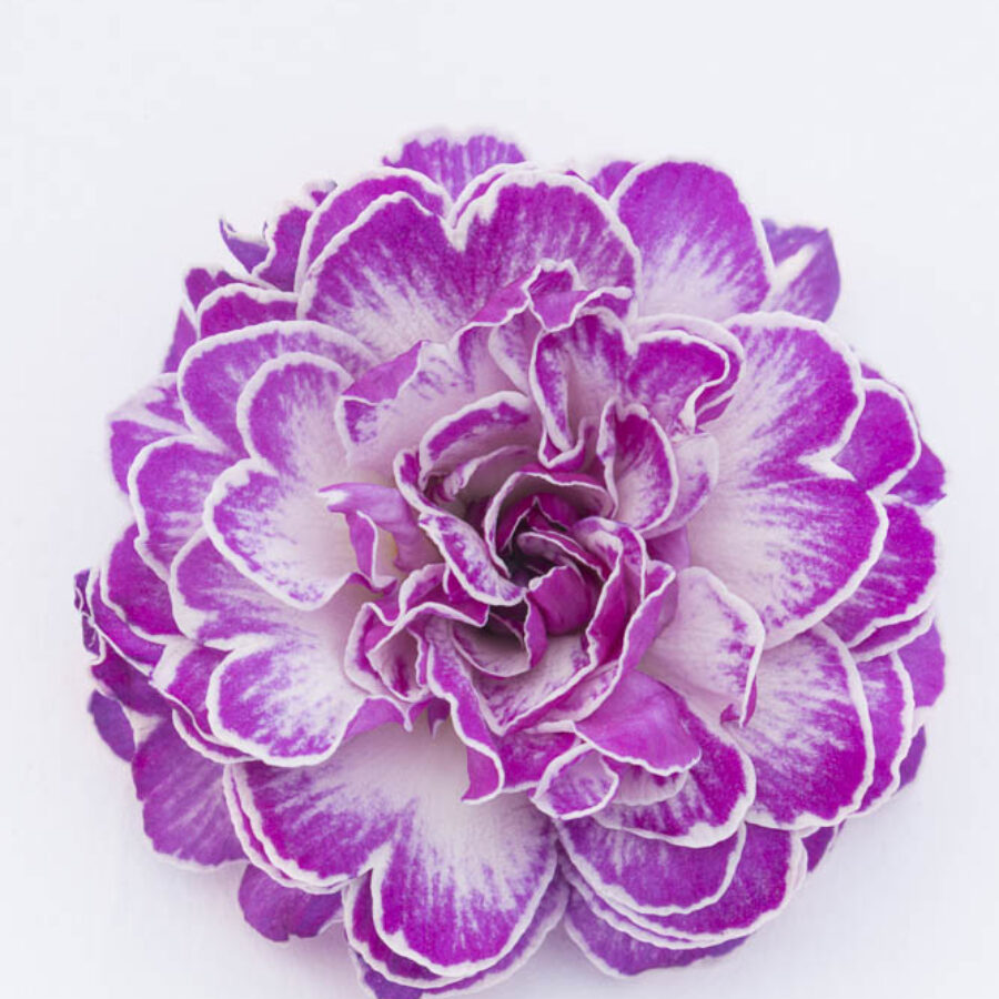 Примула Балерина 7. Candy Frost горщик ф12 - Зображення 2