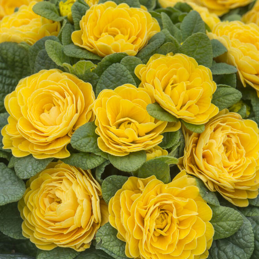 Примула Балерина 8. Goldie горщик ф12 - Зображення 3